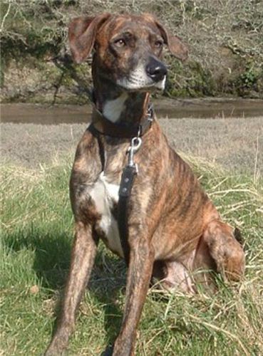 Spider - Missing Greyhounds and Missing Lurchers in the UK