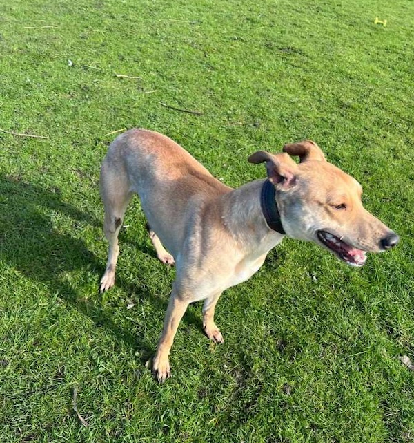 Amber who is a Lurcher