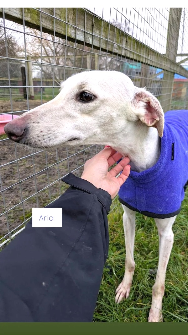 Aria who is a Lurcher