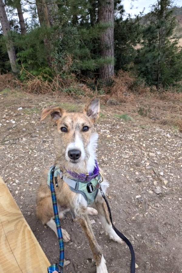 Arksel who is a Lurcher