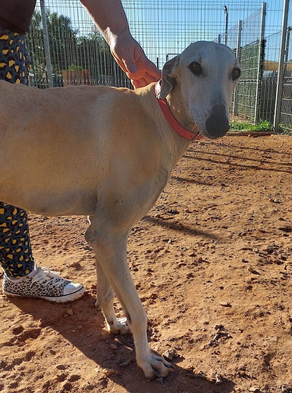 Greyhound and Lurcher Rescue in the UK