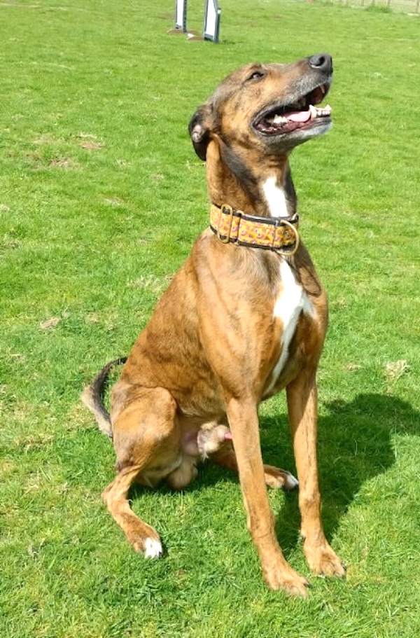 Can you give Basil a new home