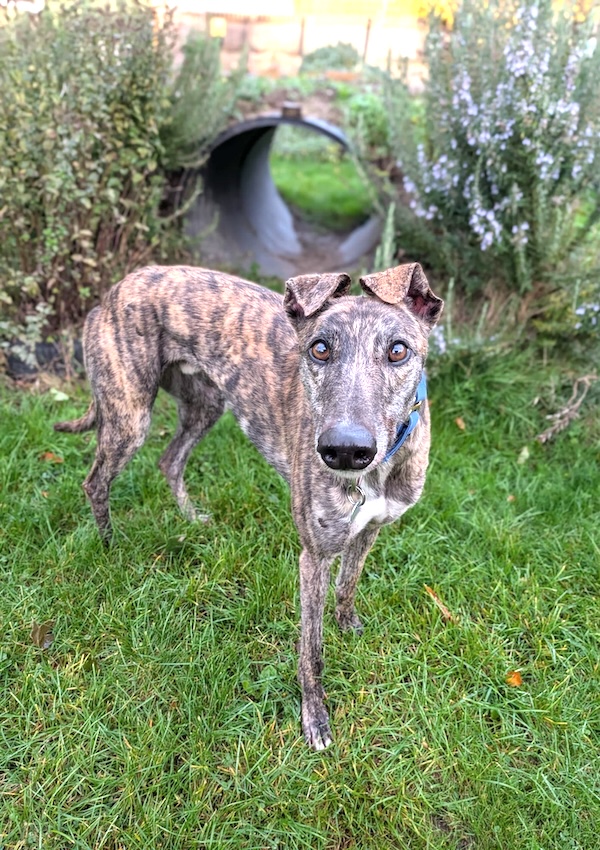 Beans who is a Greyhound