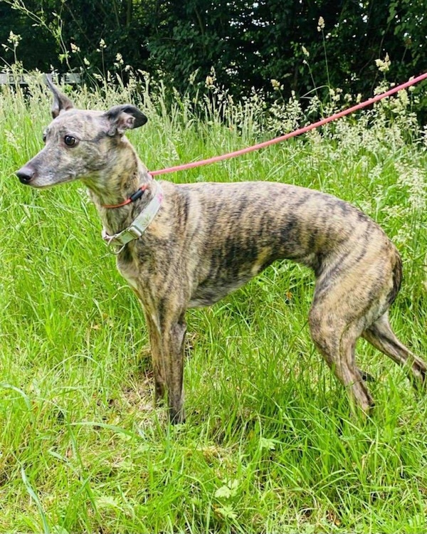 Can you give Bella a new home