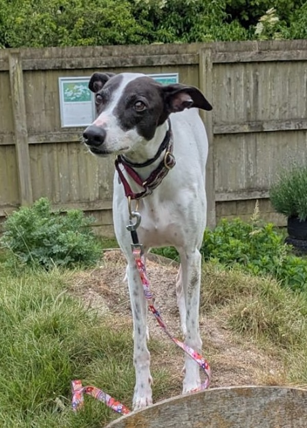 Can you give Belle a new home