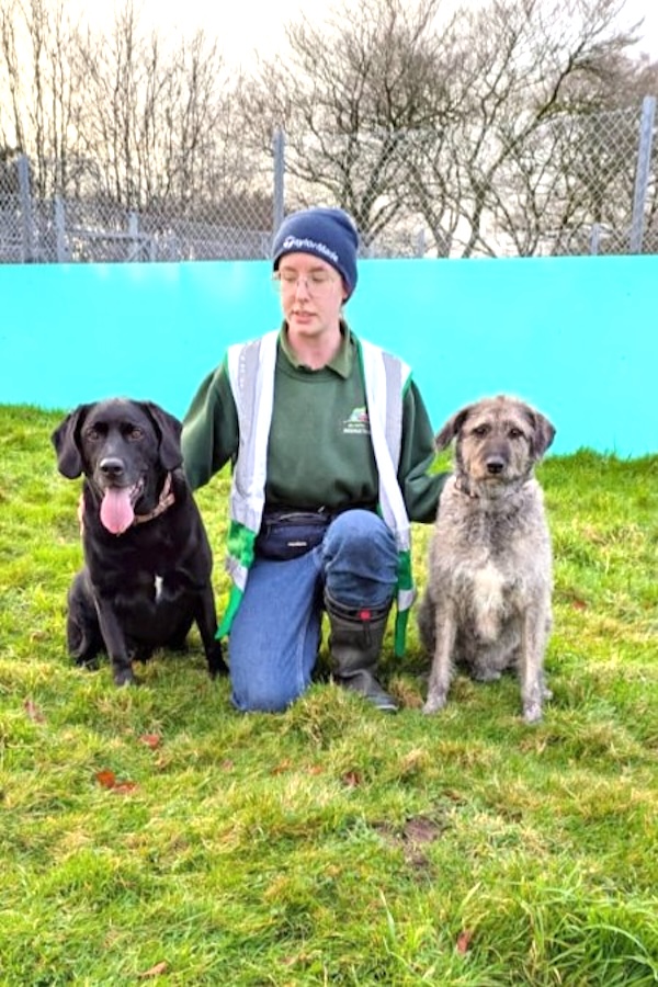 Belle and Ernie who is a Lurcher