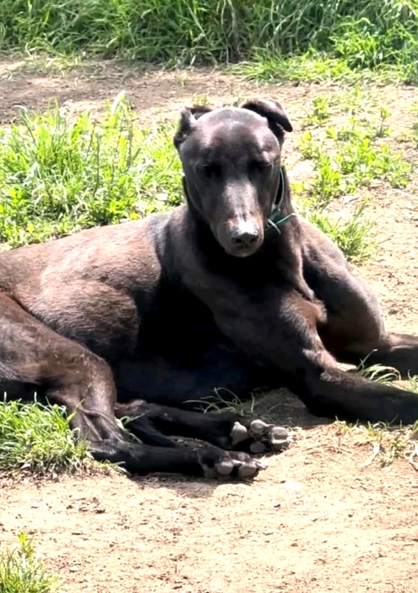 Blake who is a Greyhound