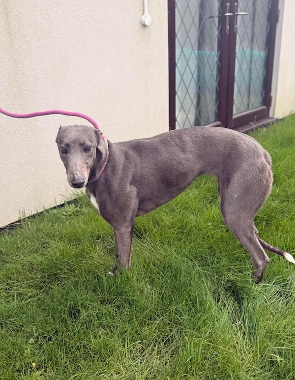 Bluebell who is a Greyhound