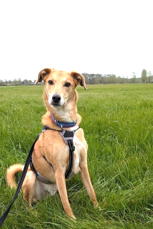 Bobbie who is a Lurcher
