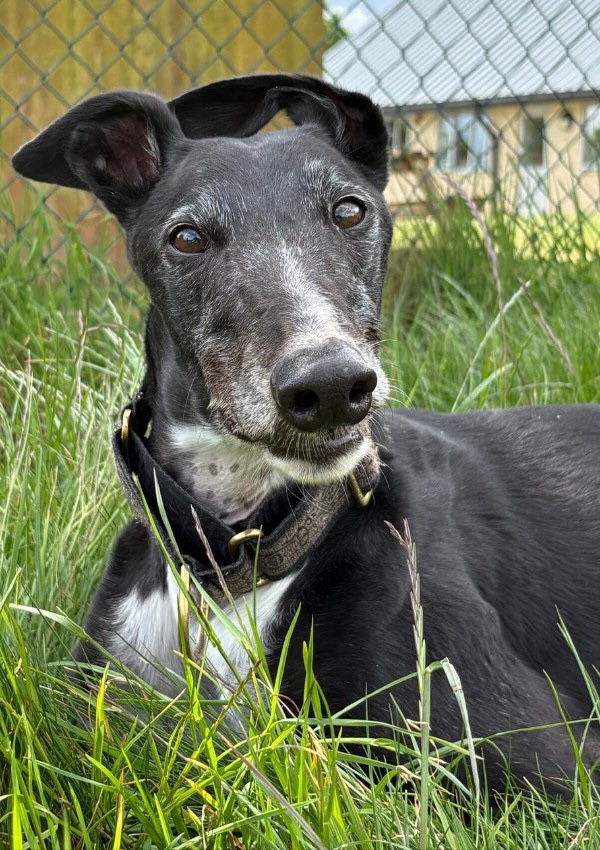 Bobby who is a Greyhound