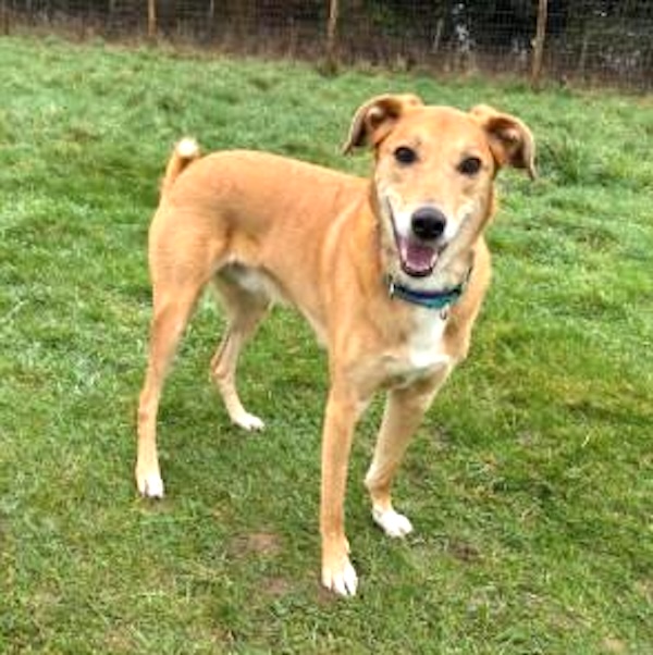 Bobby who is a Lurcher