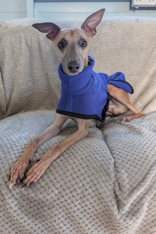 Can you give Bojack a new home