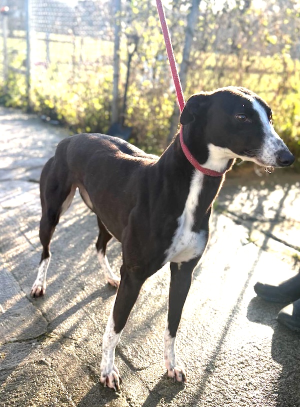 Bonnie who is a Greyhound