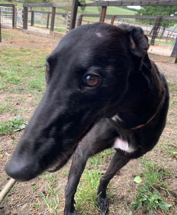 lurcher rescue south east