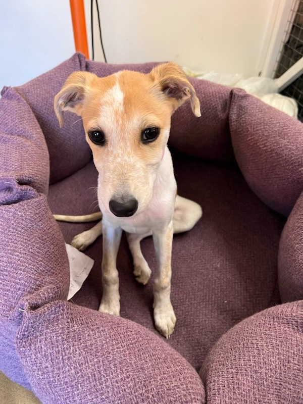 Can you give Buffy a new home