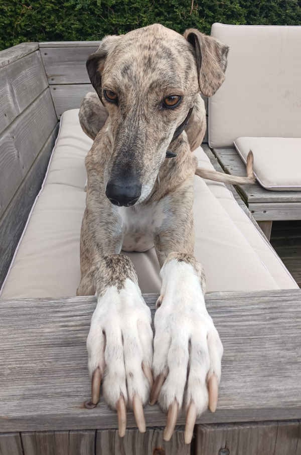 Caleb who is a Lurcher