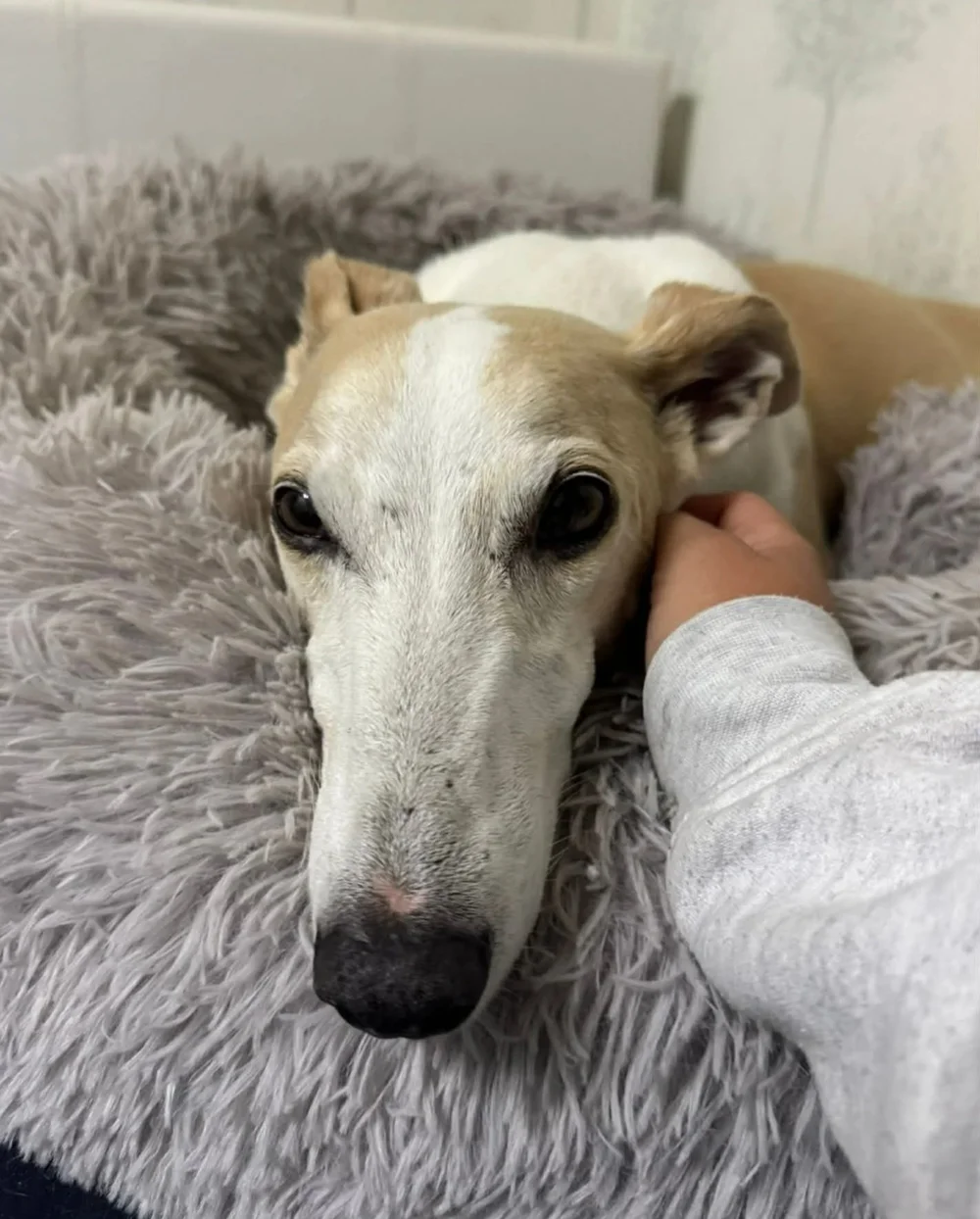 Cara who is a Lurcher