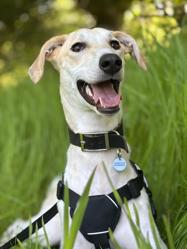 Casper who is a Lurcher