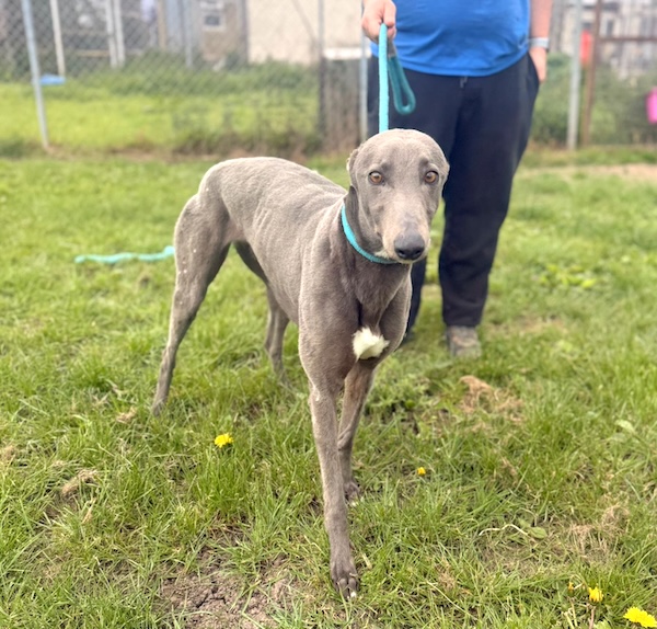 Celine who is a Greyhound