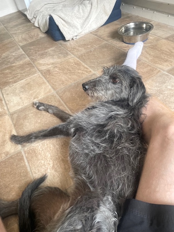 Can you give Cerys a new home