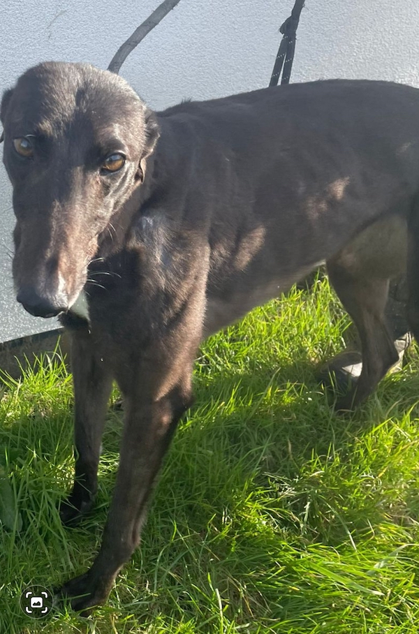 Can you give Charlotte a new home