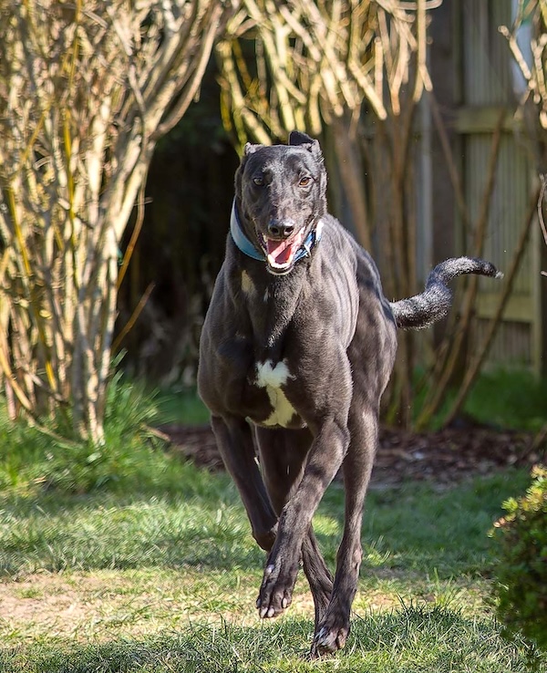 Charlotte who is a Greyhound