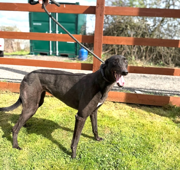 Can you give Chase a new home