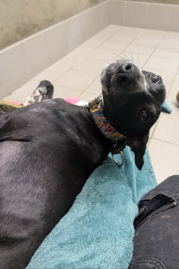 Costa who is a Lurcher