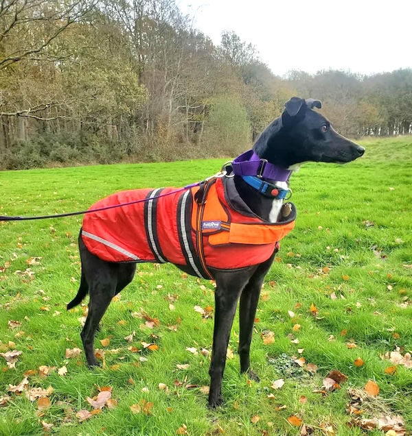 Can you give Daithi a new home