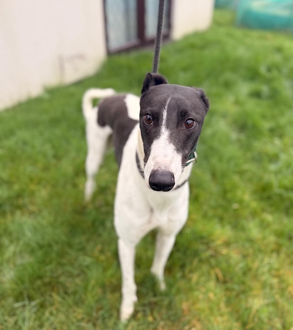 Danny who is a Greyhound