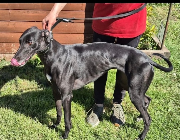 Can you give Darcey a new home
