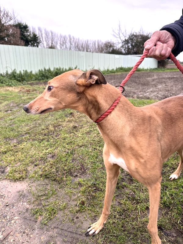 Dawn who is a Greyhound