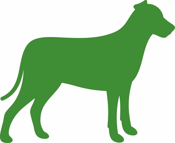 Dilys who is a Lurcher