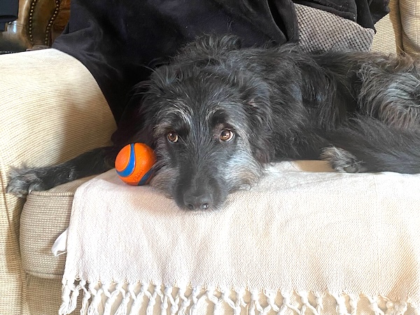 Domino who is a Lurcher