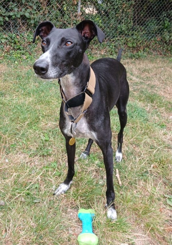 Ducky who is a Lurcher