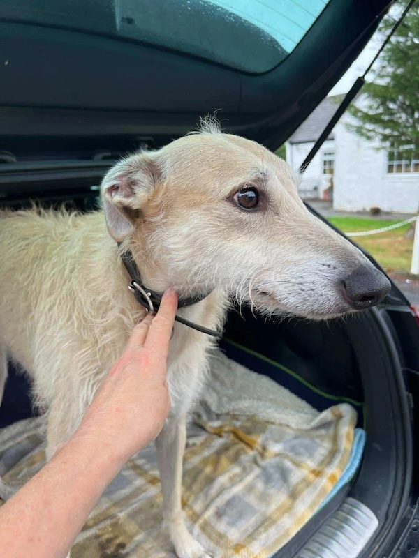 Can you give Duke a new home
