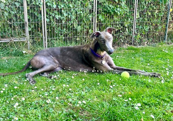 Ela who is a Greyhound
