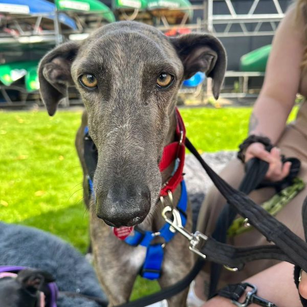 Epi who is a Greyhound