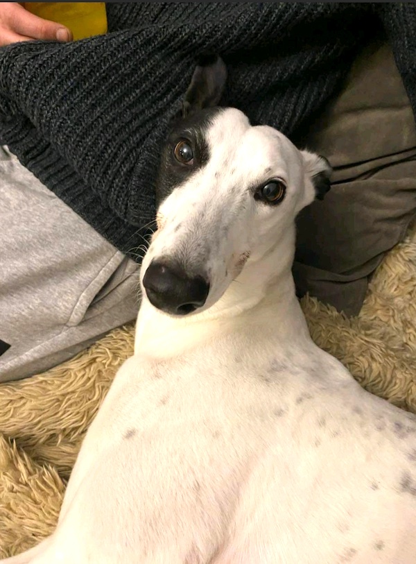 Finch who is a Greyhound