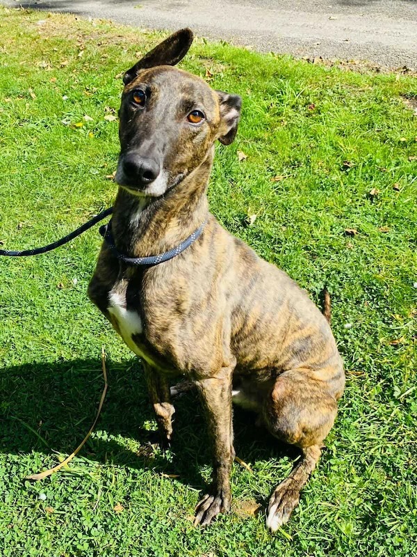 Can you give Finn a new home