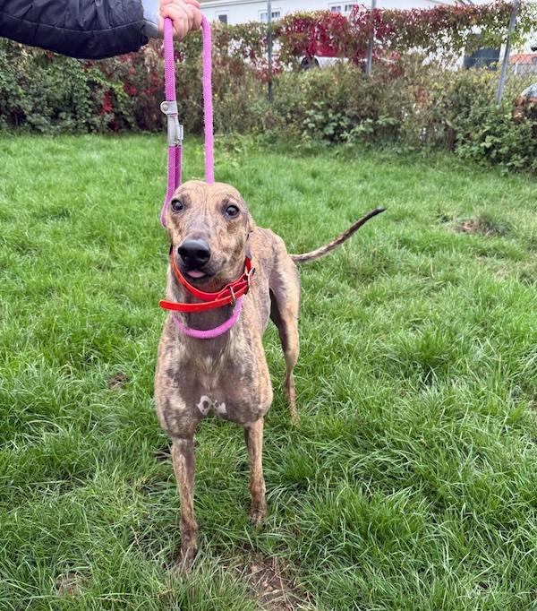 Can you give Flint a new home