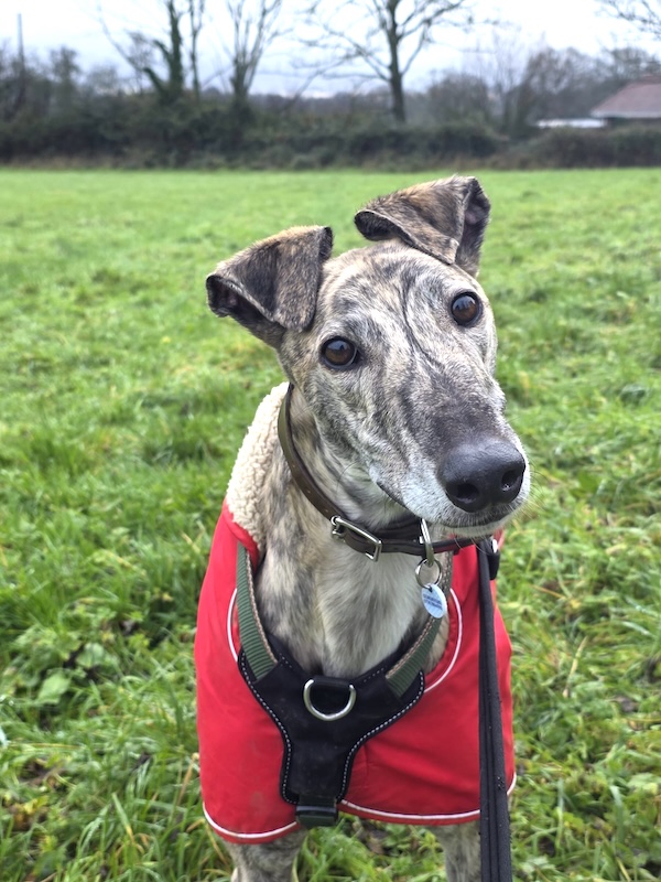 Franky who is a Greyhound