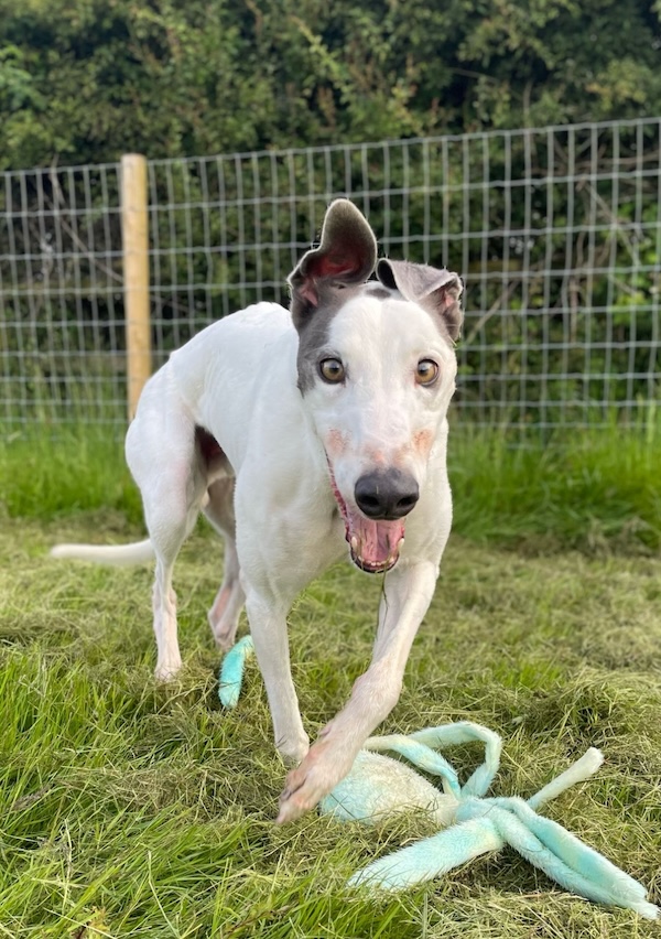 Gerry who is a Greyhound