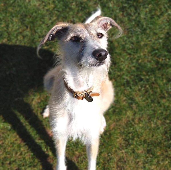 Gertie who is a Lurcher