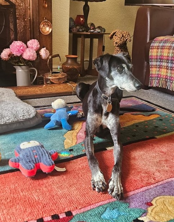 Can you give Hope a new home
