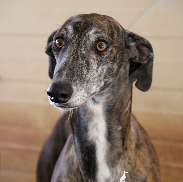 Ines who is a Greyhound