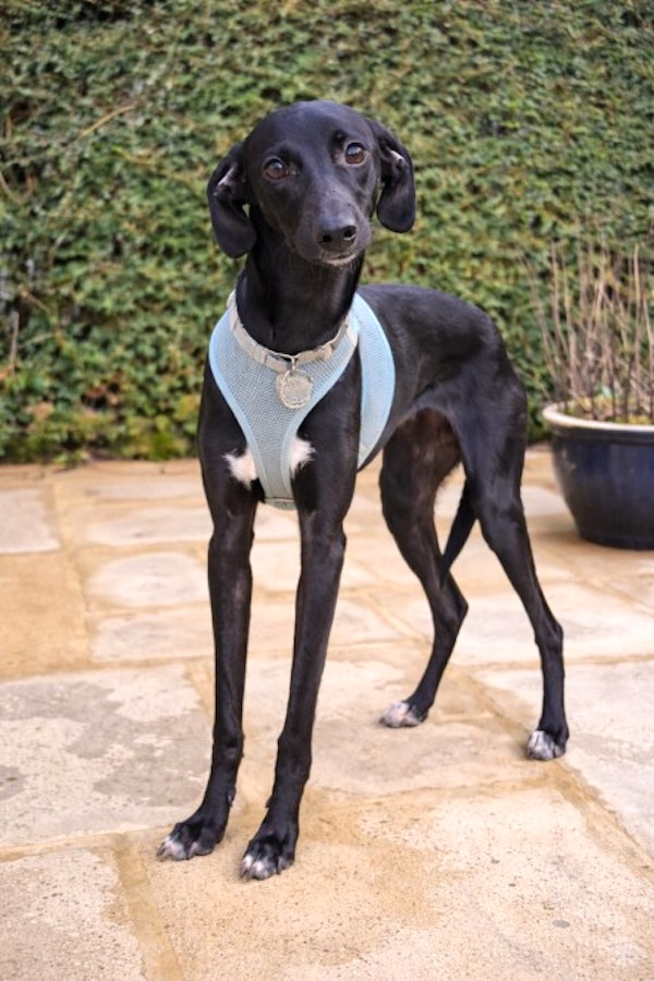 Isla who is a Whippet