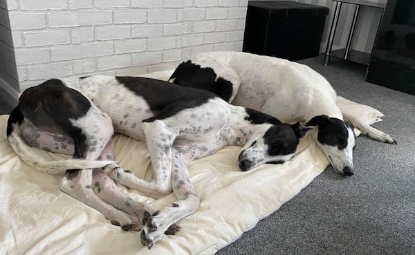 Jack and Jill who is a Greyhound