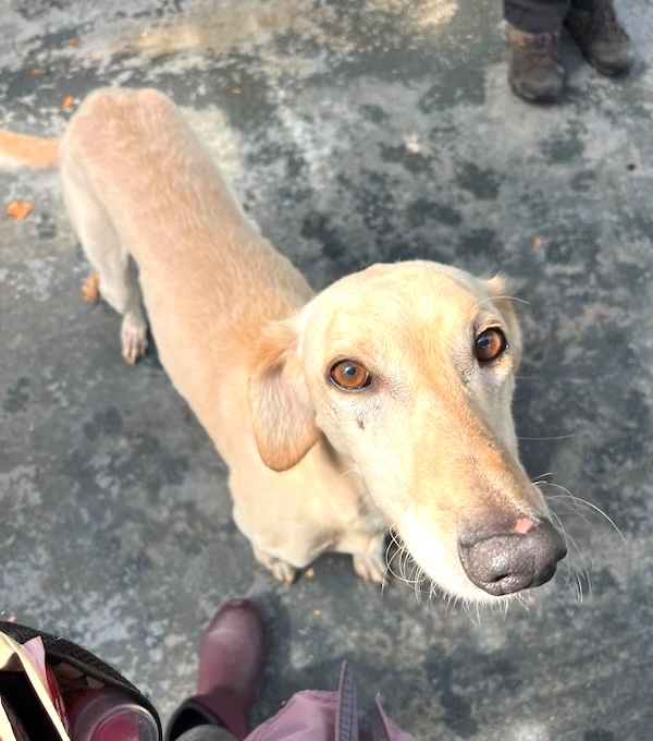Jasper who is a Lurcher