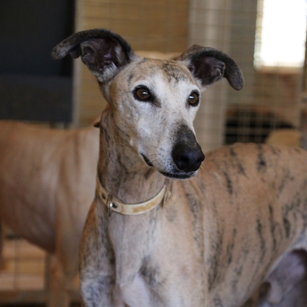Leandro who is a Greyhound